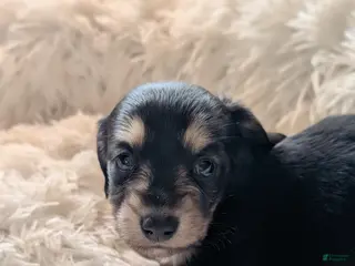 Miniature Dachshund dogs Miniature Dachshund Puppy 1 - Ad 6