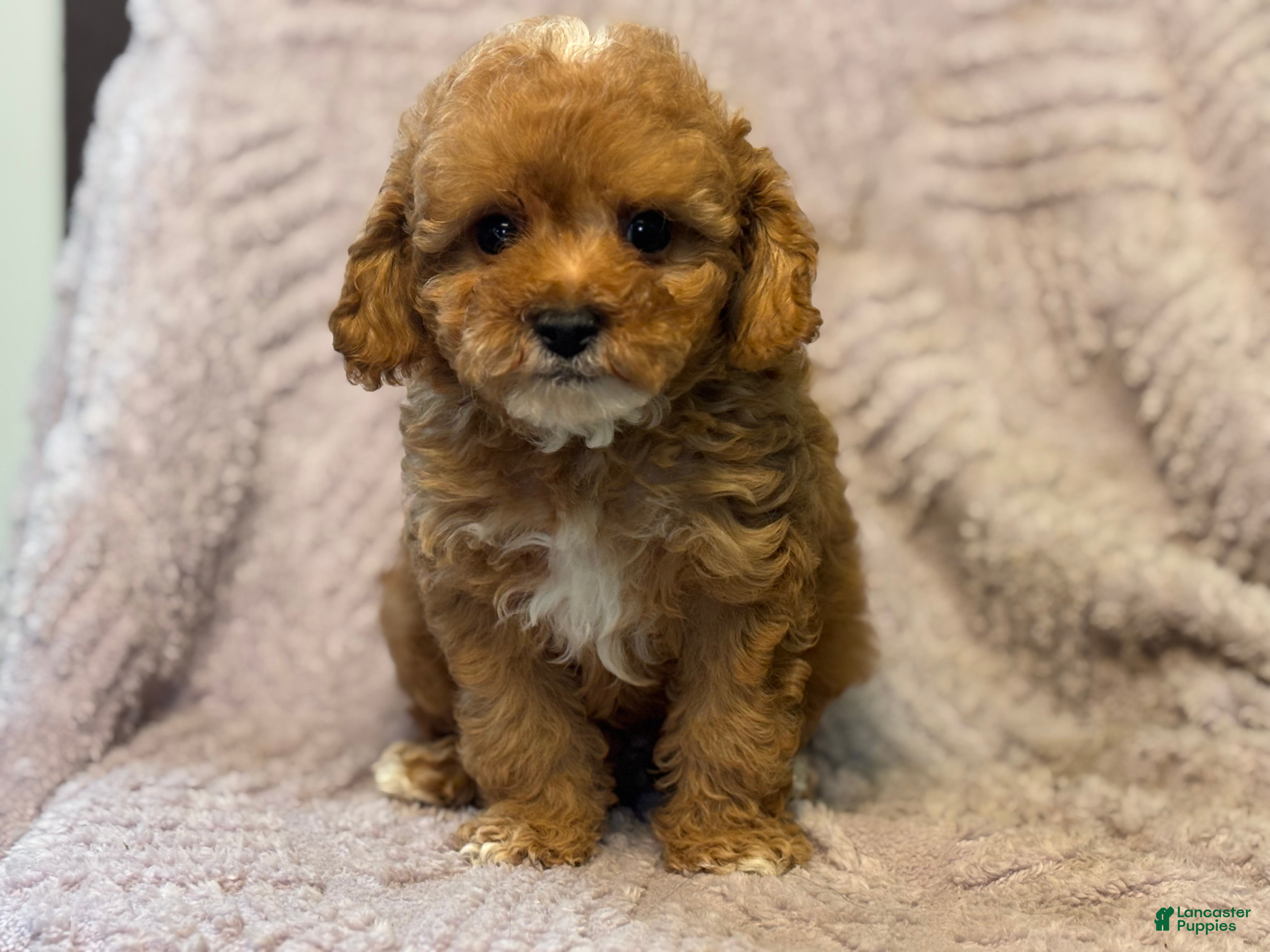 Cavapoo dogs Mondragon  - Ad 1