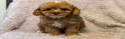 Cavapoo dogs for sale: Mondragon  - Ad 1