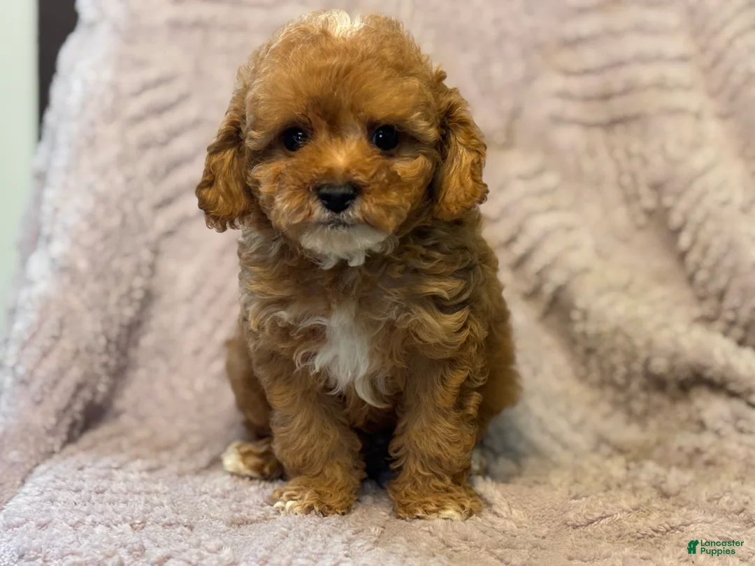 Cavapoo dogs for sale: Mondragon  - Ad 1