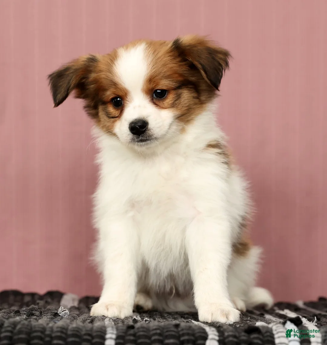 Papillon dogs for sale: Mack - Ad 6