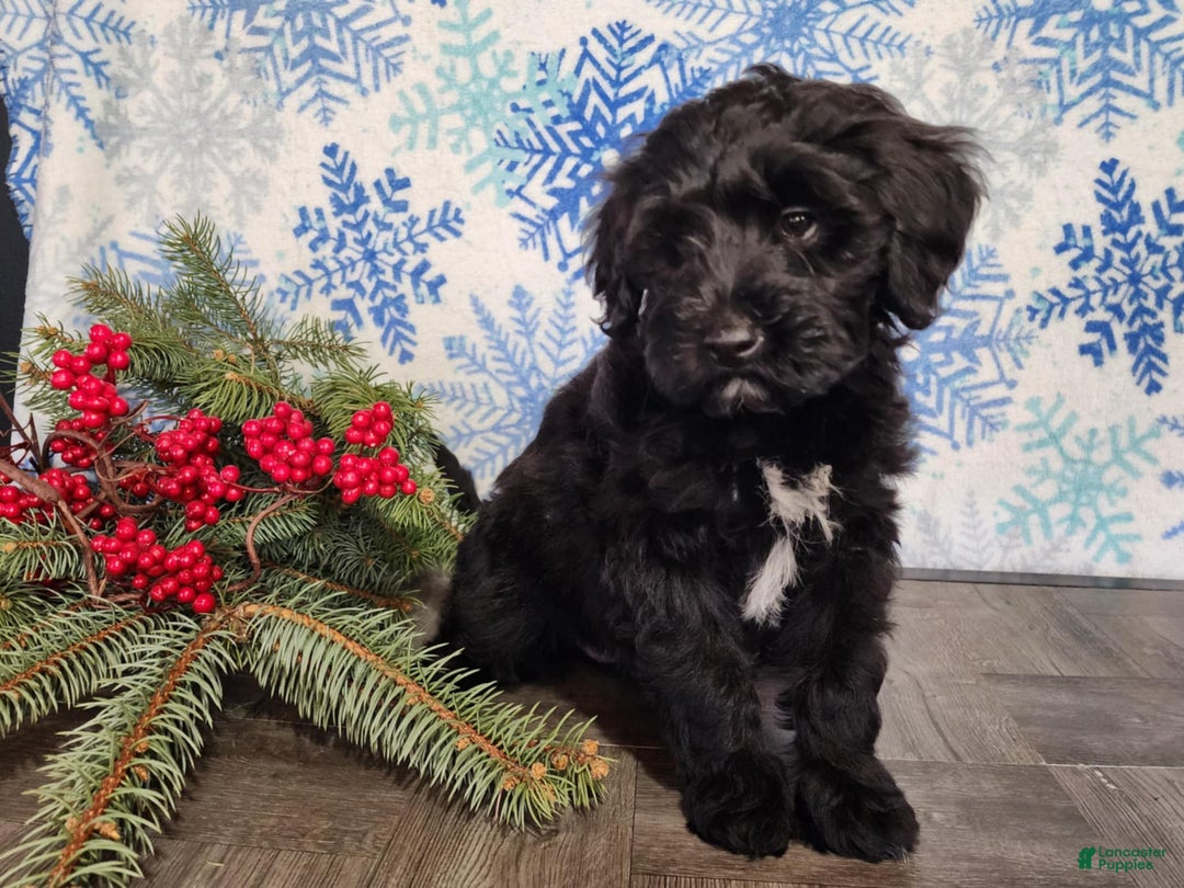 Mini Bernedoodle dogs for sale: Grace - Ad 16
