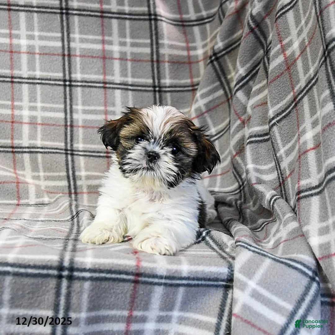 Shih Tzu dogs for sale: Molasses - Ad 10