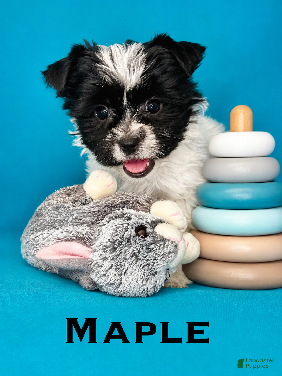 Biewer Terrier dogs Maple - Ad 1
