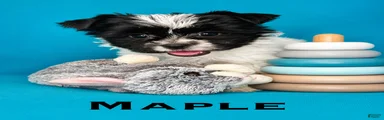 Maple