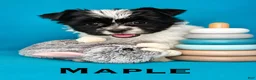 Biewer Terrier dogs for sale: Maple - Ad 1