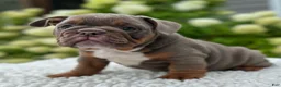 Beabull dogs for sale: Dixie  - Ad 5