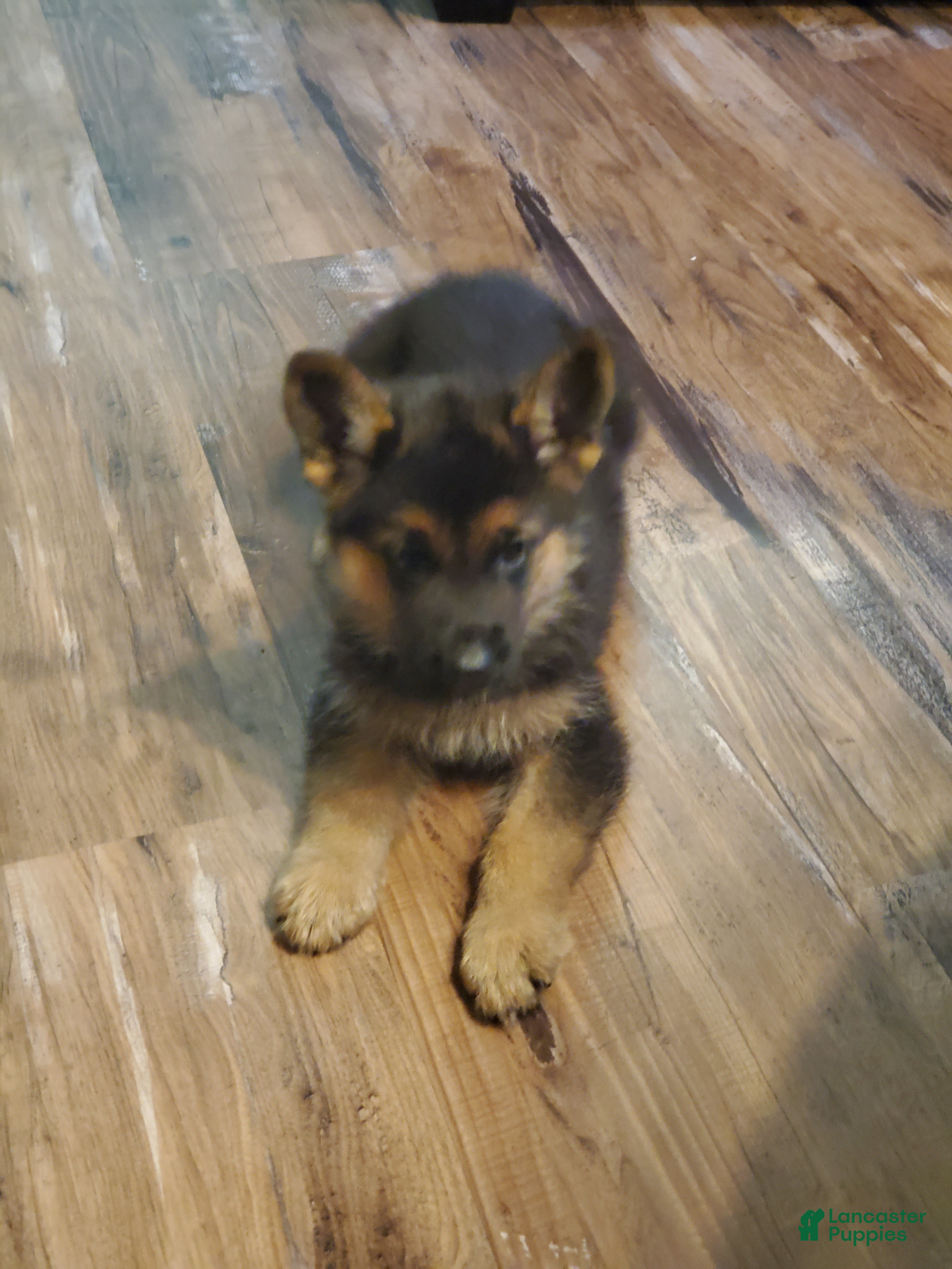 German Shepherd dogs Yellow Male - Ad 2