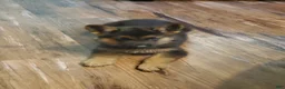 German Shepherd dogs for sale: Yellow Male - Ad 2