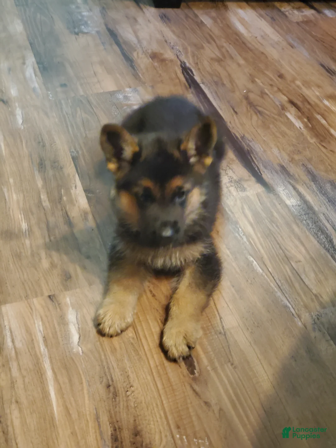 German Shepherd dogs for sale: Yellow Male - Ad 2
