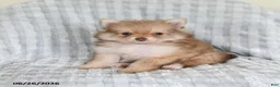 Pomsky dogs for sale: Jimmy - Ad 4