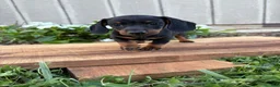 Miniature Dachshund dogs for sale: Coffee - Ad 3