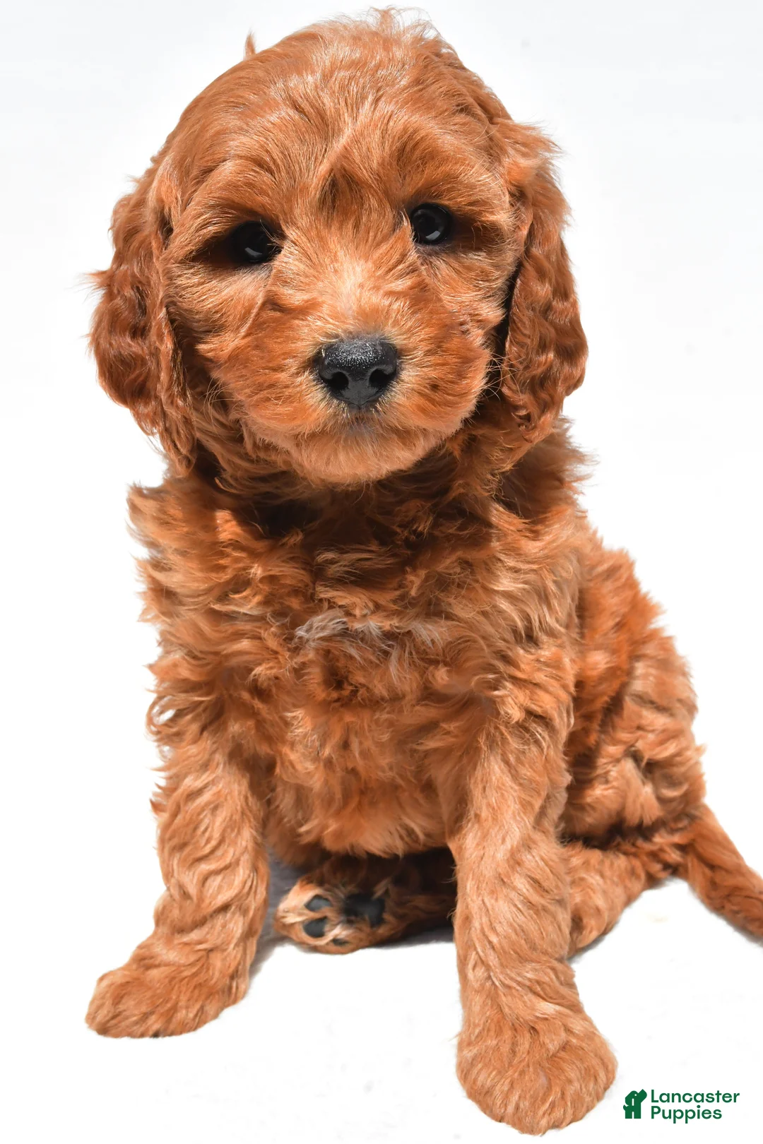Mini Goldendoodle dogs for sale: Ellie - Ad 1