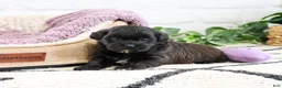 Shihpoo dogs for sale: Hermione - Ad 4