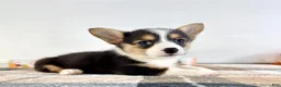 Welsh Corgi Pembroke dogs for sale: CKC Gwen - Ad 3
