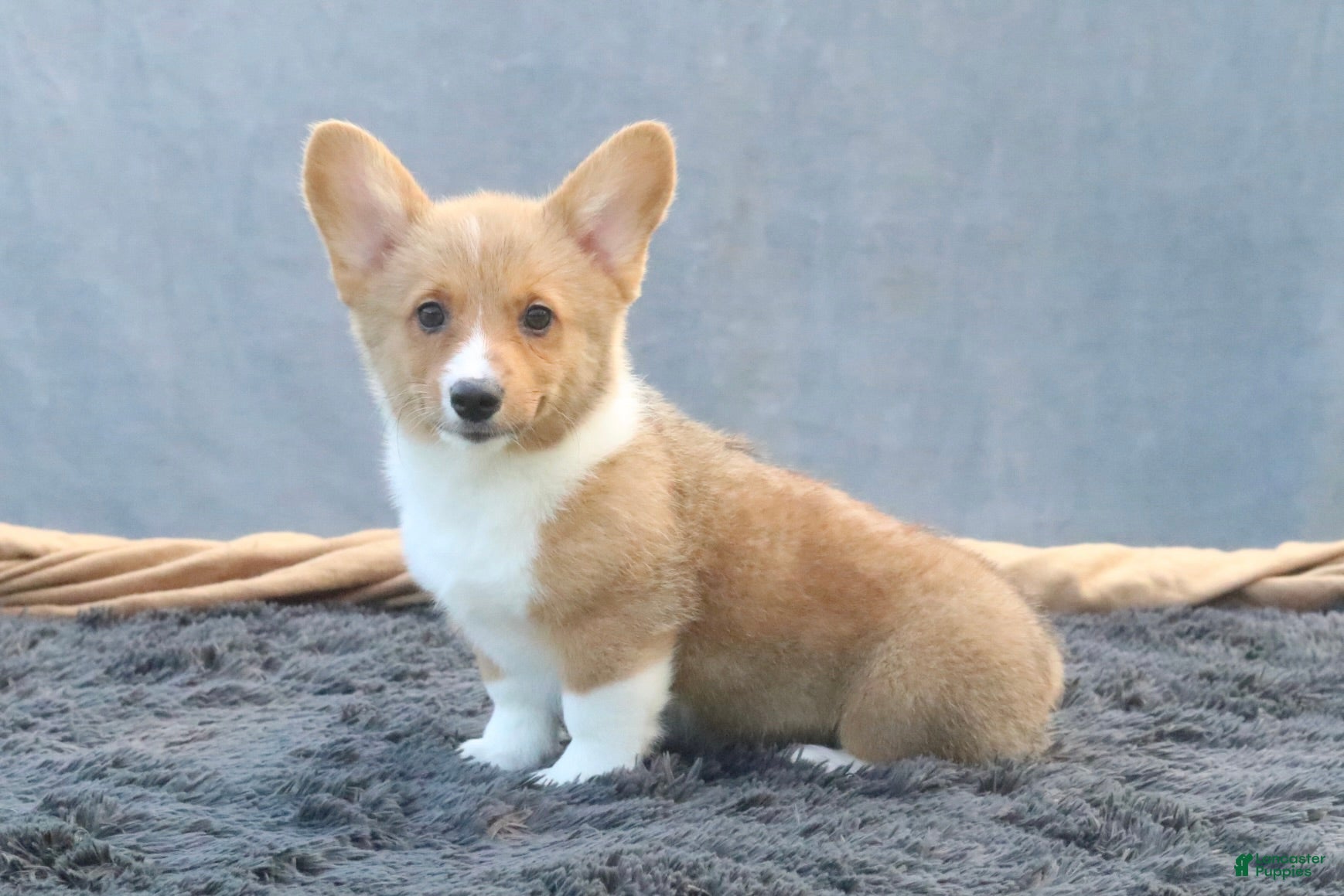 Welsh Corgi Pembroke dogs for sale: Tempest - Ad 4