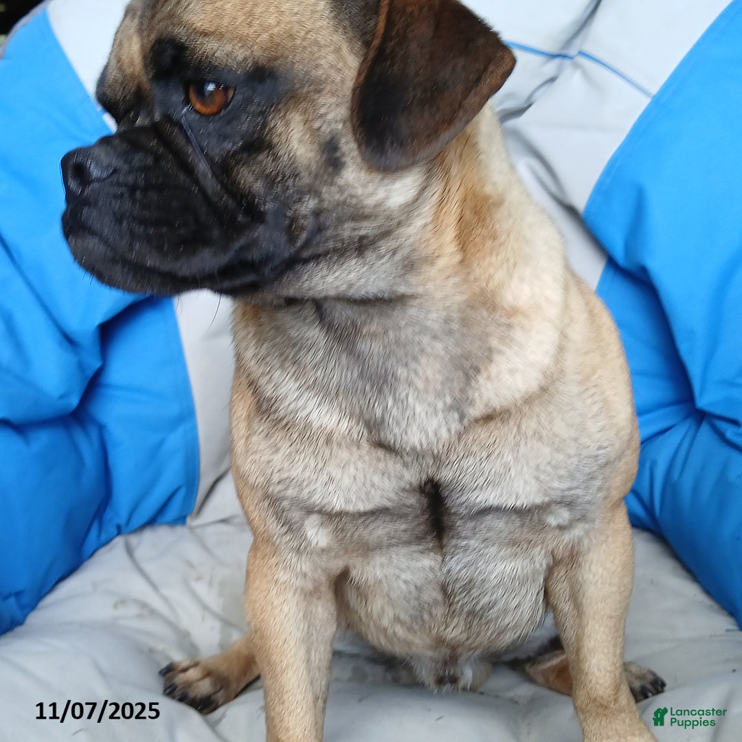 Puggle dogs for sale: Cody - Ad 3