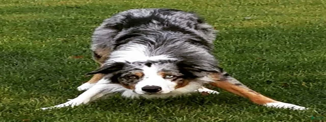 Rorschach 