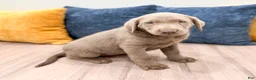 Labrador Retriever dogs for sale: Misty - Ad 3