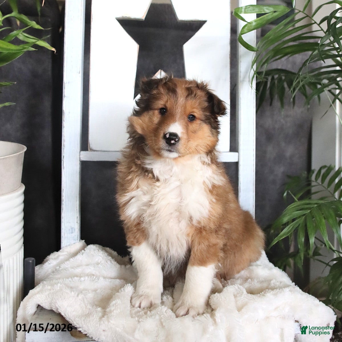 Shetland Sheepdog dogs for sale: Casper - Ad 2
