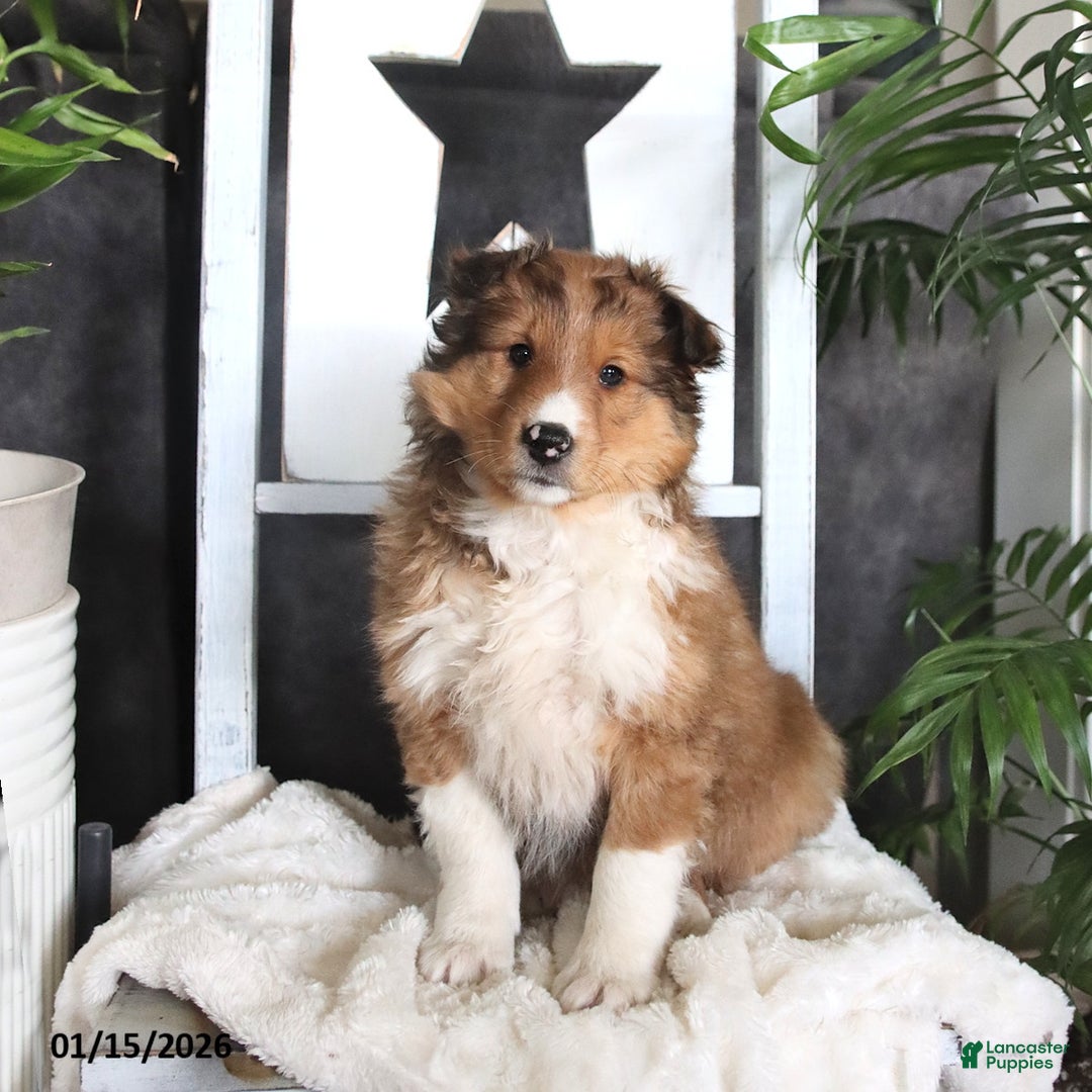 Shetland Sheepdog dogs for sale: Casper - Ad 1