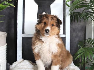 Shetland Sheepdog dogs for sale: Casper - Ad 2