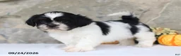 Shih Tzu dogs for sale: Paxton - Ad 3