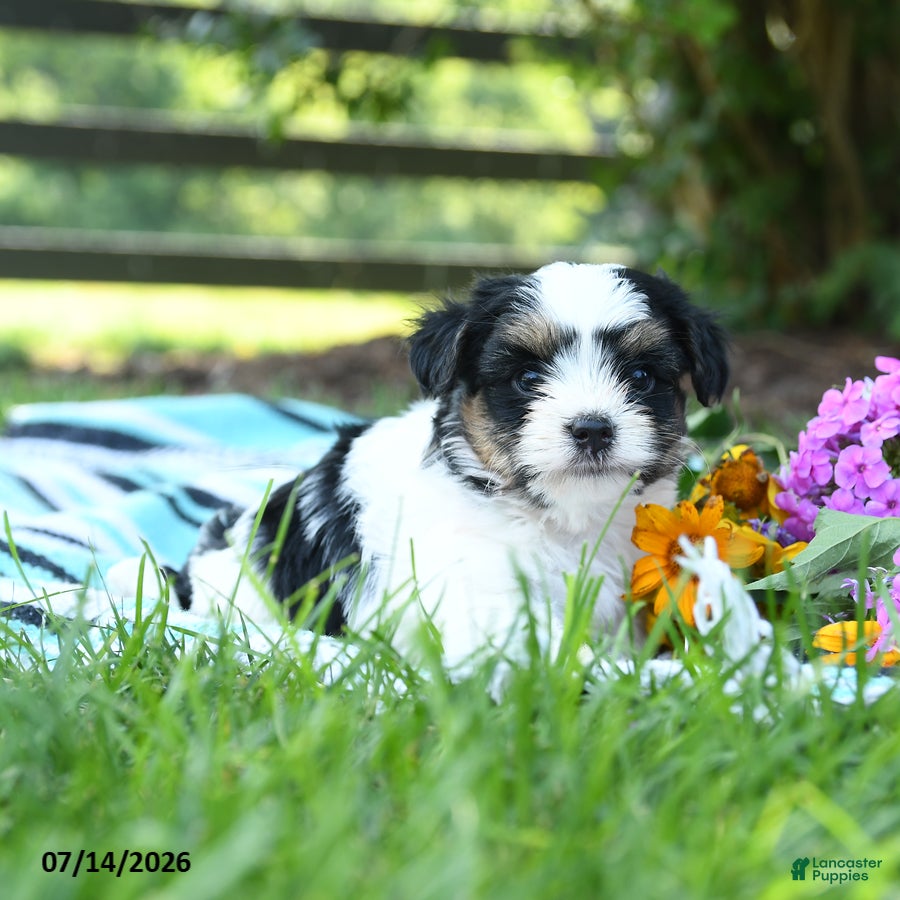Mixed Breed dogs Mochi - Ad 2
