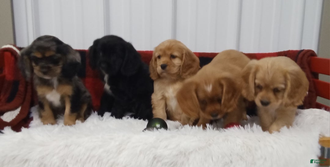 Cockalier dogs for sale: Lola - Ad 8