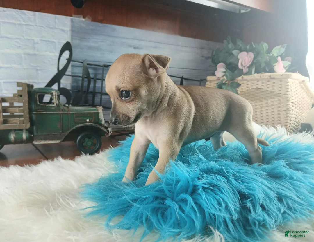 Chihuahua dogs for sale: Haleys fawn boy - Ad 2