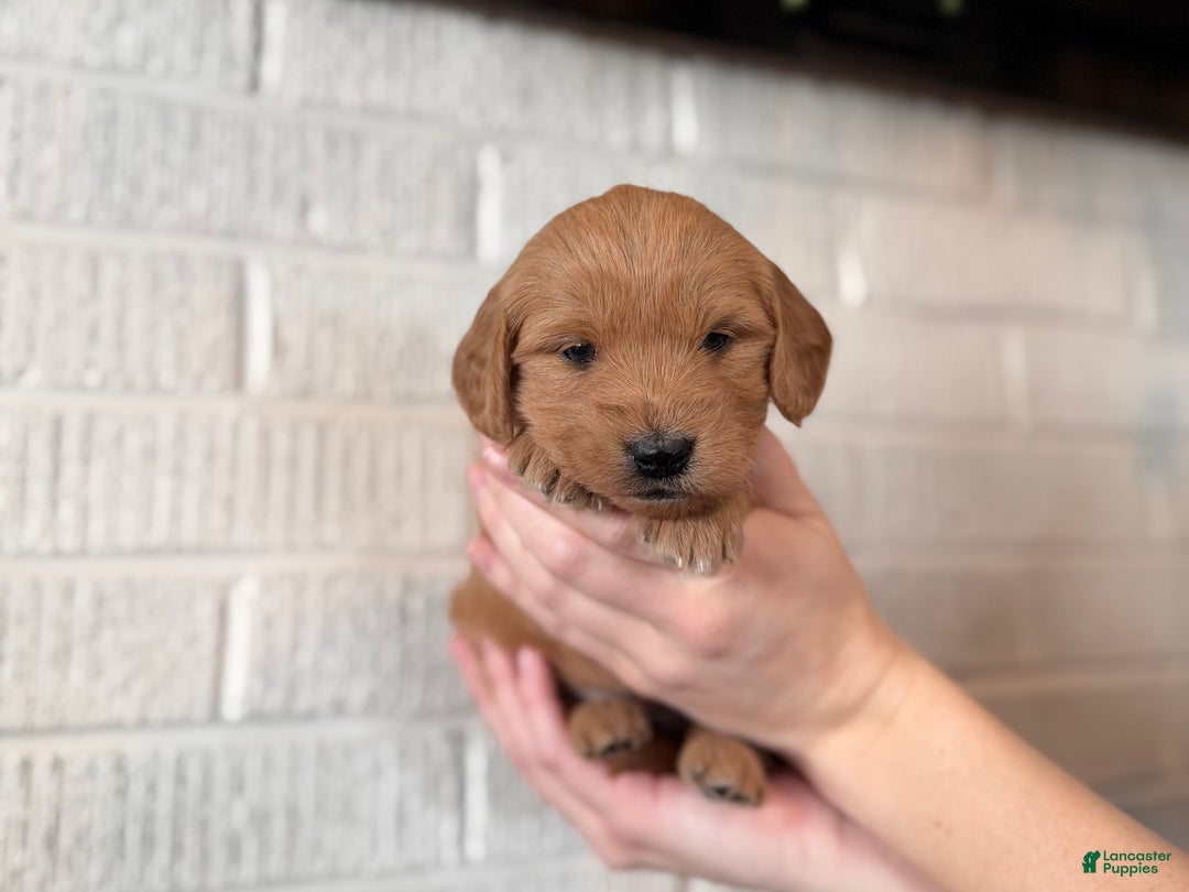 Mini Goldendoodle dogs for sale: Fudge - Ad 4