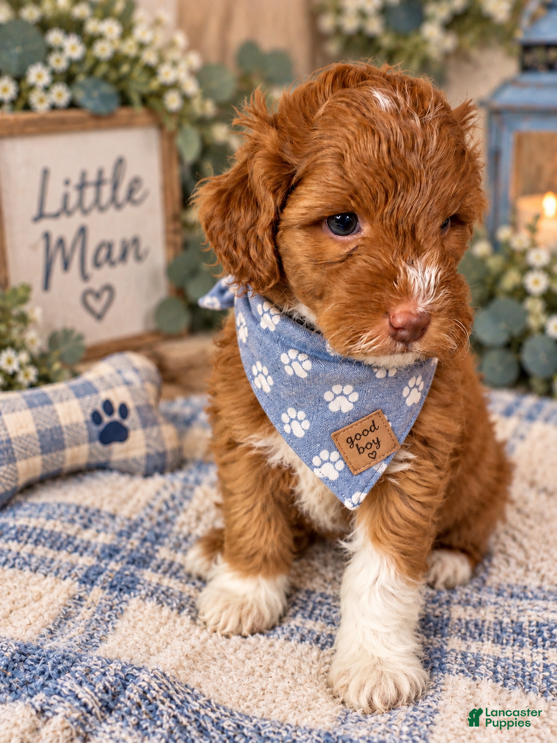 Mini Goldendoodle dogs Rocket - Ad 1