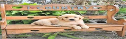 Golden Retriever dogs for sale: Brittney - Ad 4