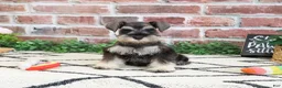 Miniature Schnauzer dogs for sale: Taylor - Ad 9