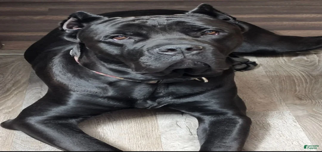 Gallery Image {{count}}