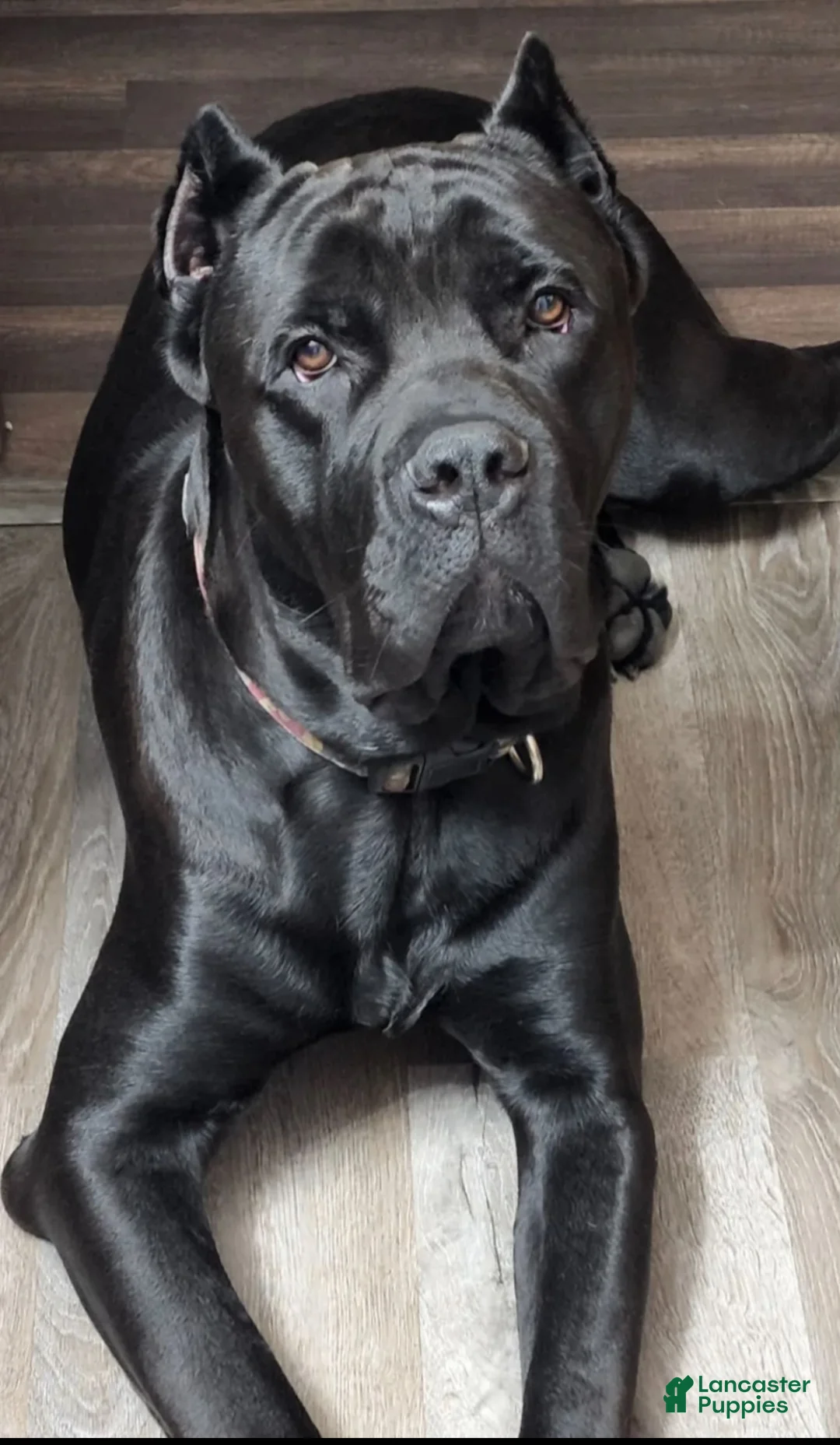 Gallery Image {{count}}