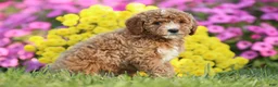 Mini Goldendoodle dogs for sale: Arnold - Ad 3
