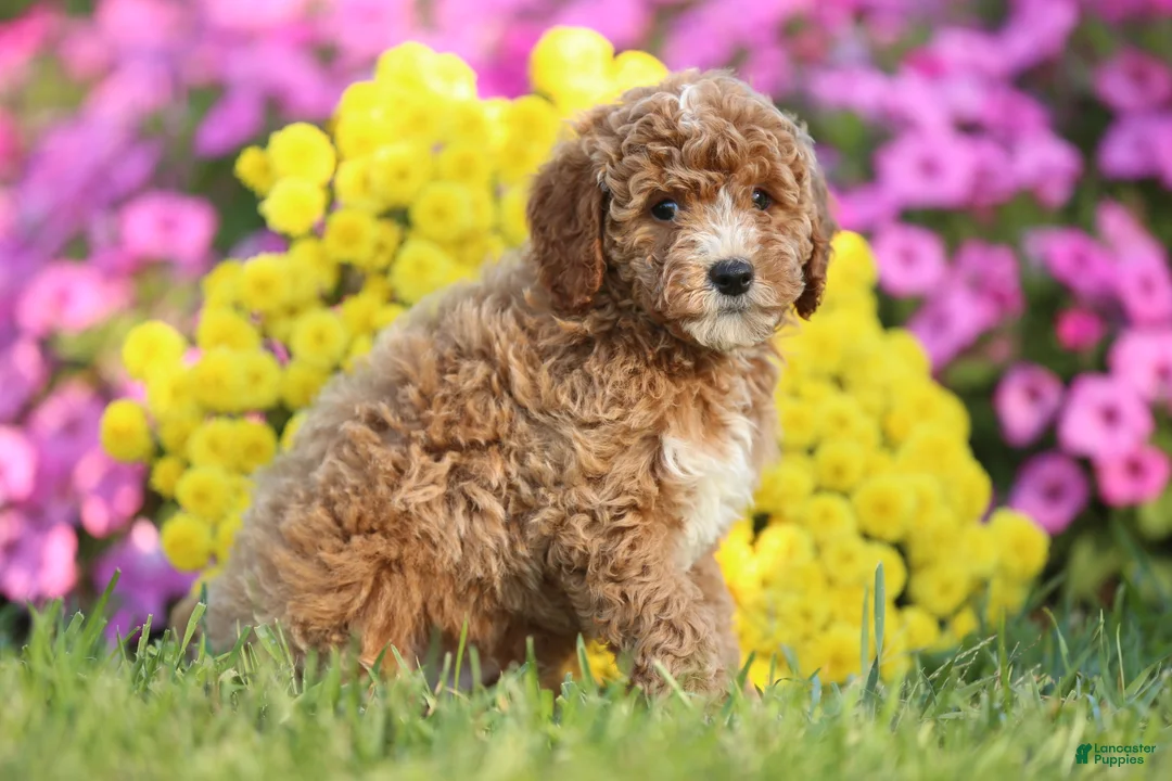 Mini Goldendoodle dogs for sale: Arnold - Ad 3