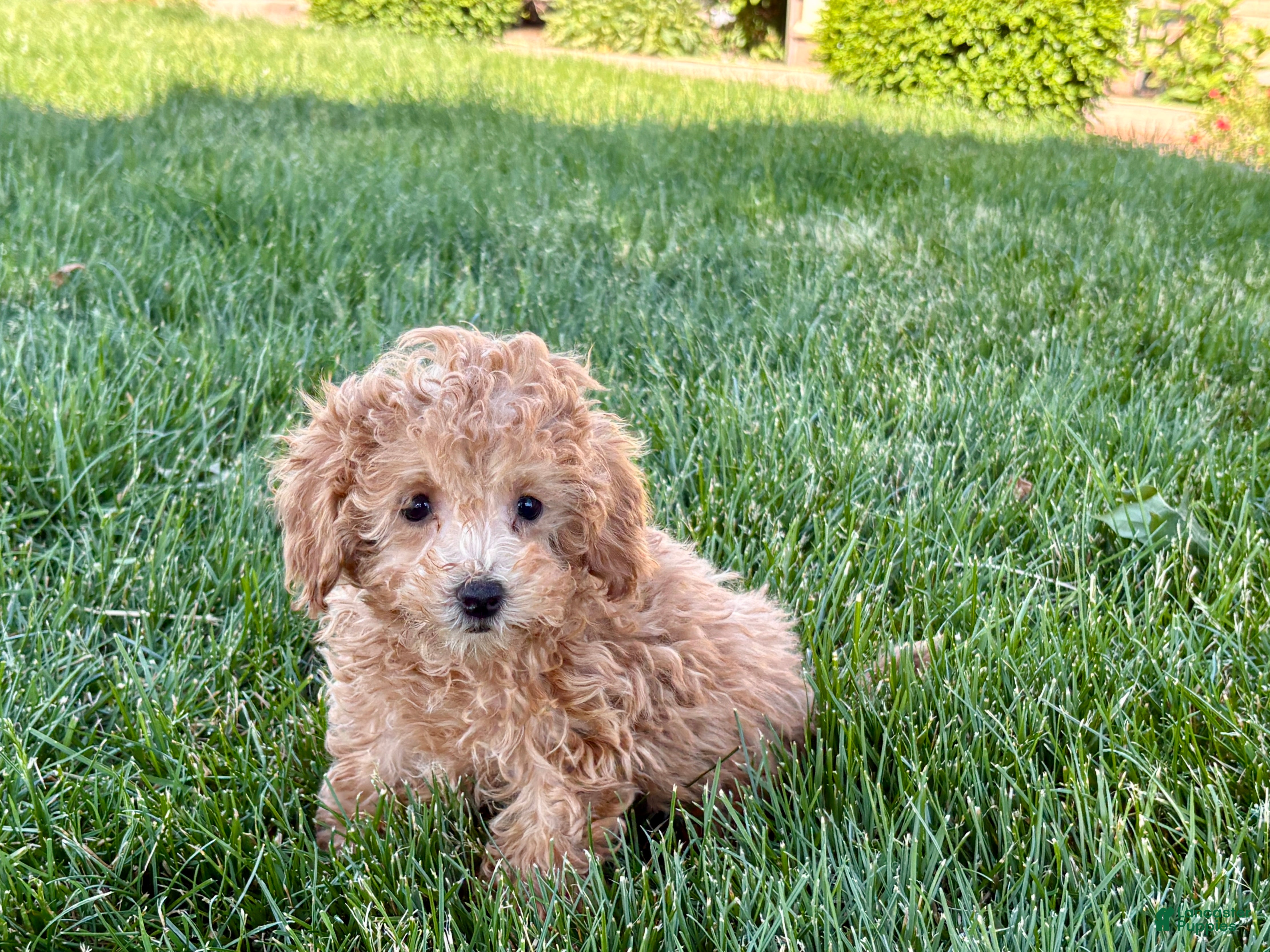 Maltipoo dogs Snickers  - Ad 1