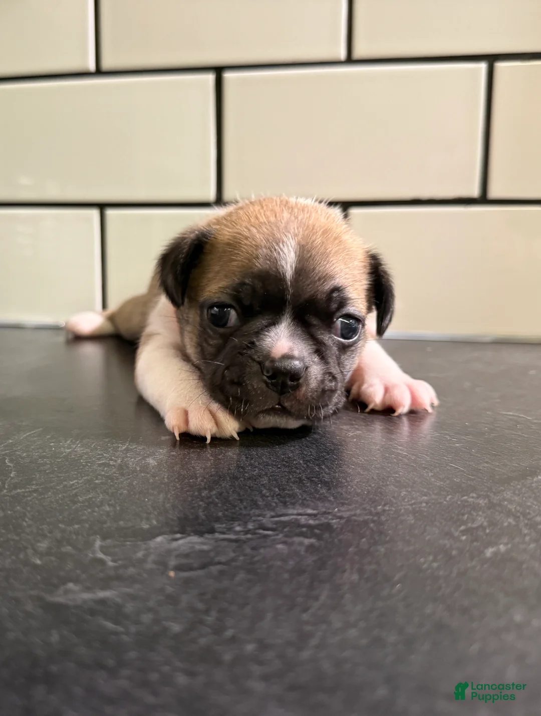 Frenchton dogs for sale: Frenchton Puppy 2 - Ad 1