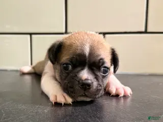 Frenchton dogs Frenchton Puppy 2 - Ad 41