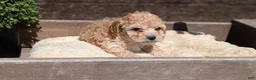 Cockapoo dogs for sale: Lance - Ad 9
