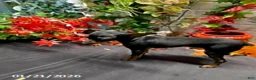 Miniature Pinscher dogs for sale: Pin  - Ad 13