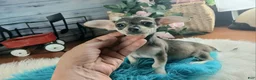Chihuahua dogs for sale: Brown tan boy chi. Hand delivery  - Ad 1