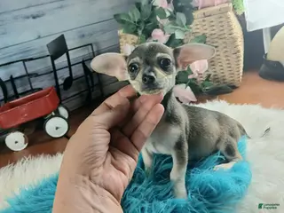 Chihuahua dogs Brown tan boy chi. Hand delivery - Ad 8