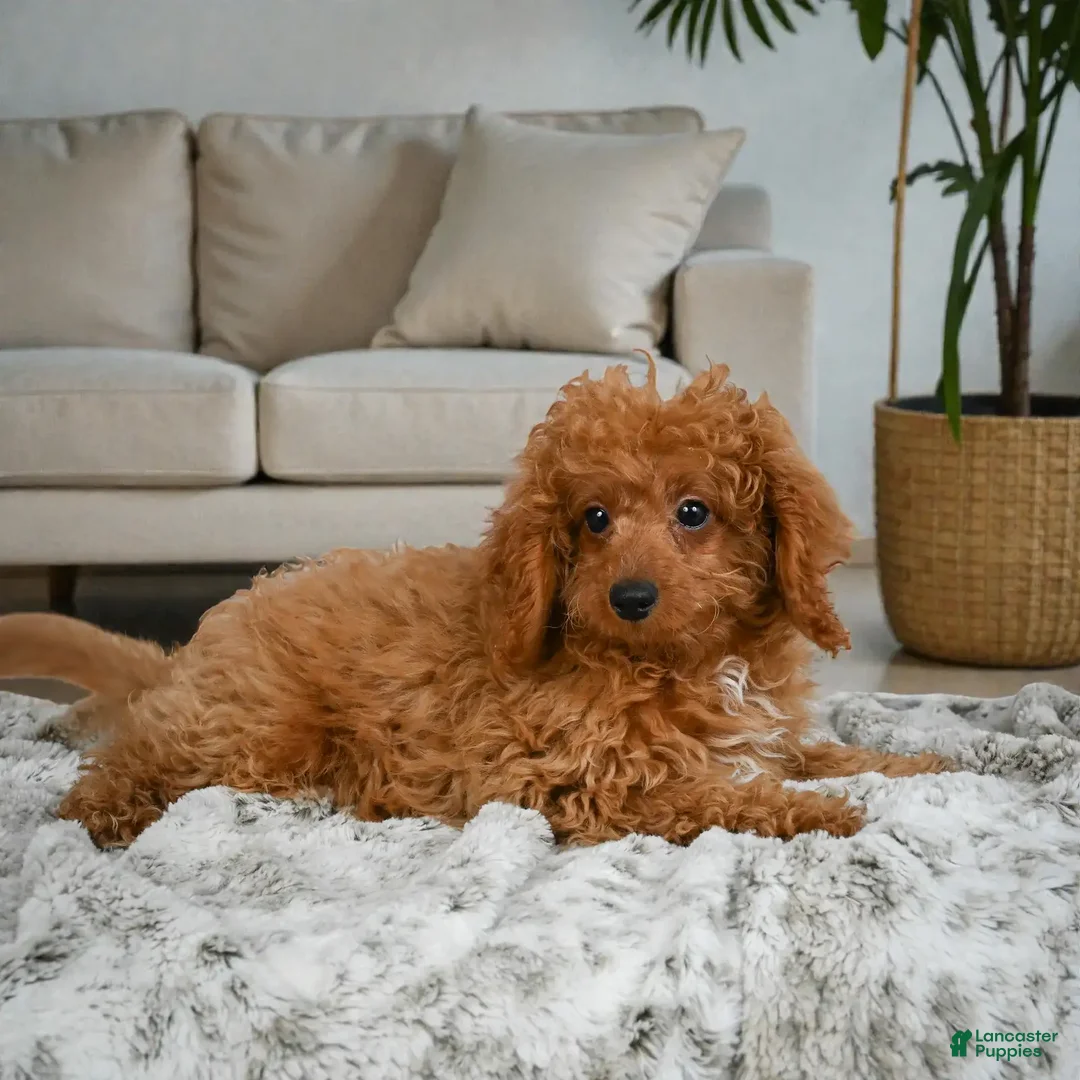 Cavapoo dogs for sale: LUCY - Ad 4