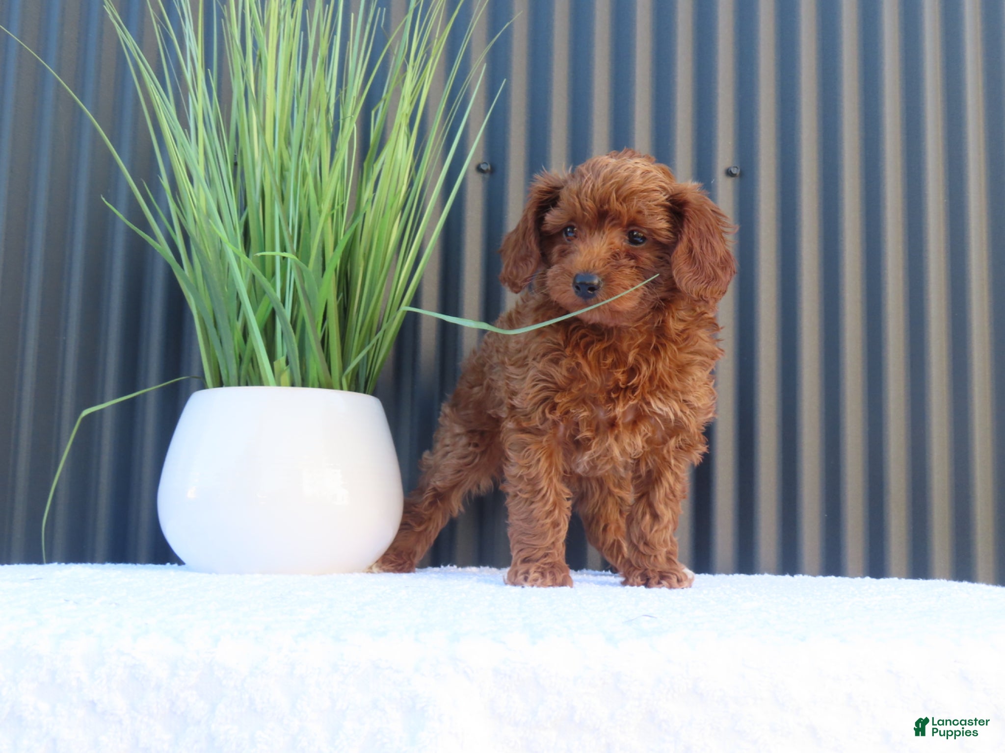 Toy Poodle dogs for sale: Billy - Ad 5