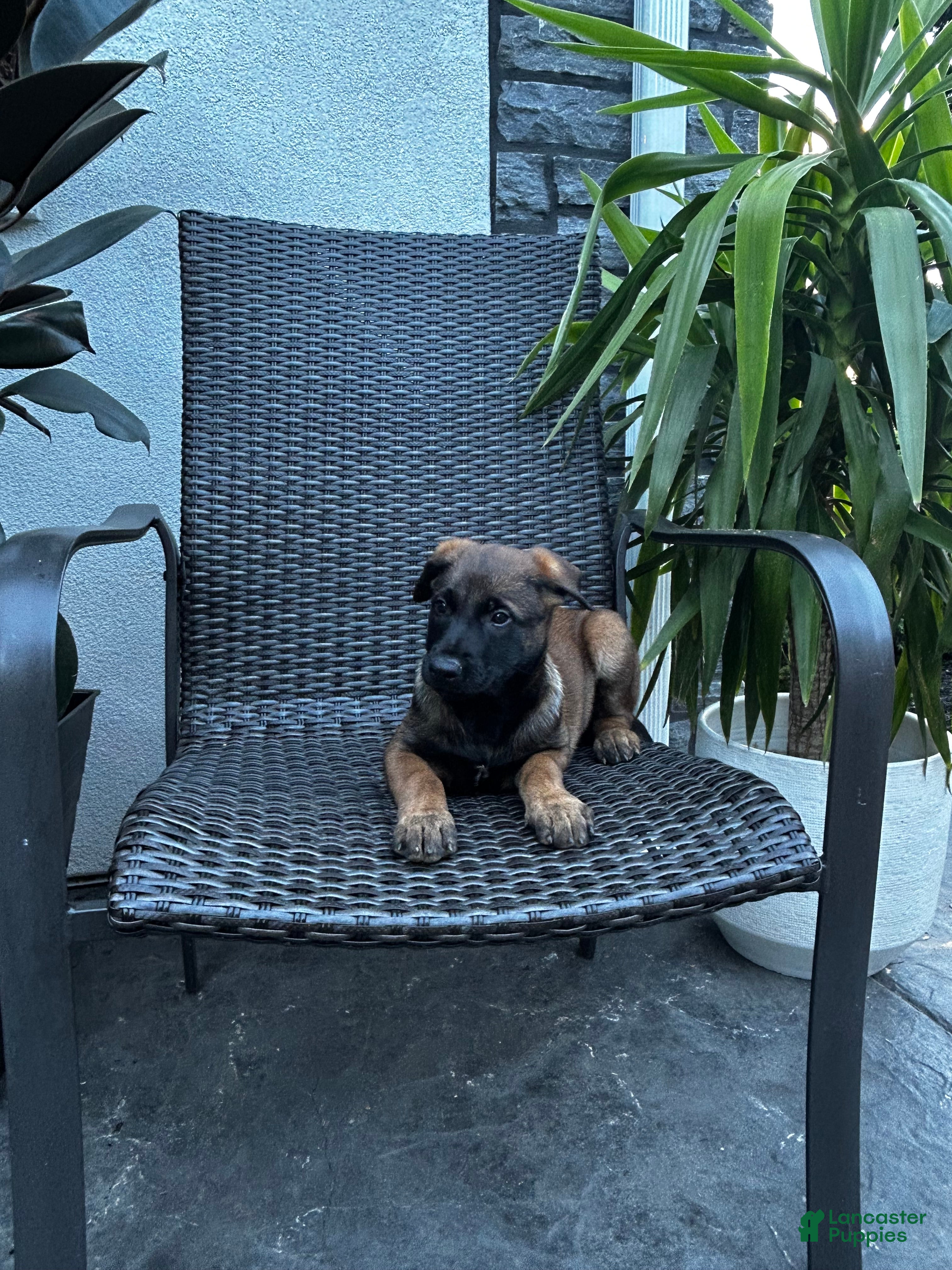 Belgian Malinois dogs Colt - Ad 2