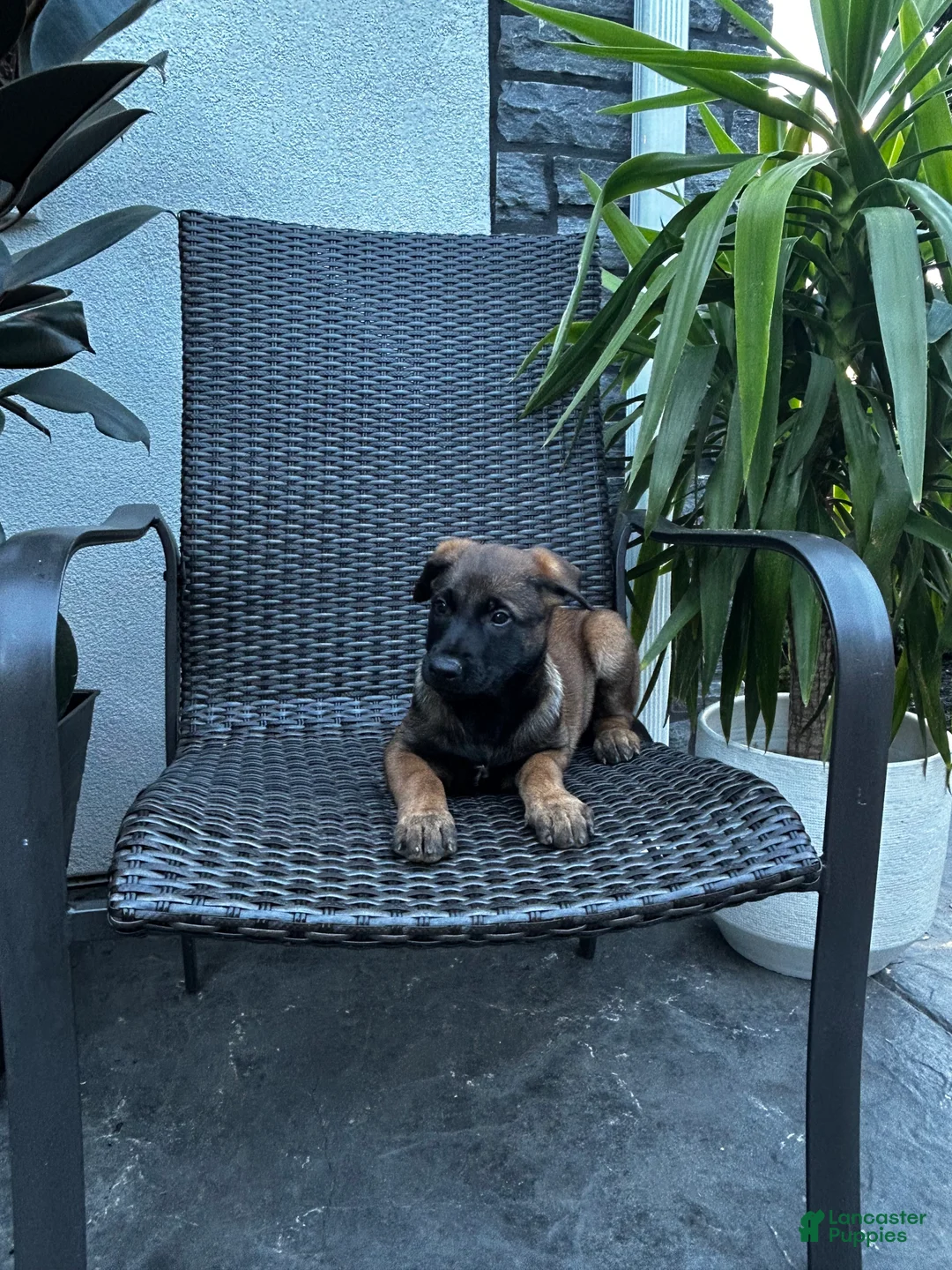 Belgian Malinois dogs for sale: Colt - Ad 2