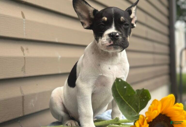 French Bulldog dogs Sunkist - Ad 1